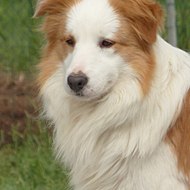 Mafaldascollie