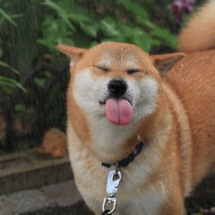 TruShibes
