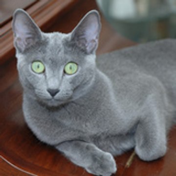 Aristocat