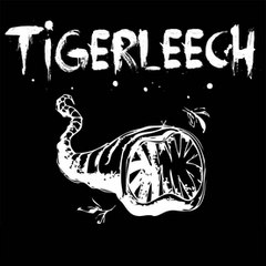 Tigerleech