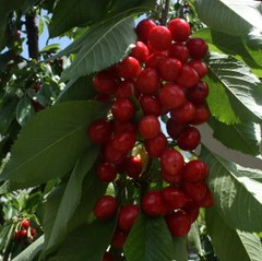 Chitralhorticulturalsociety