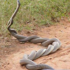 Mallu Blasters