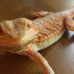 Lioneldss