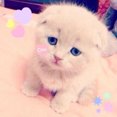 あむ