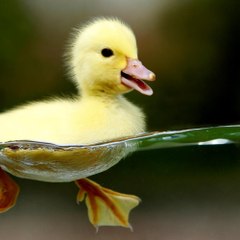 Ooksuu