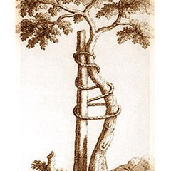 Orthopaedic Video Repository