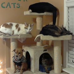 TowerCats