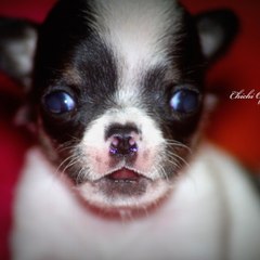 Chichi Of Beverly