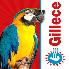Gillece Services