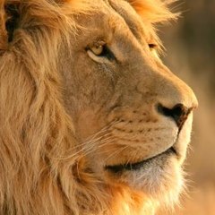 ANIMAL WORLD