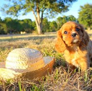 florida pups