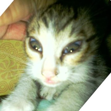 Cats Kitten2014