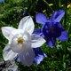 Aquilegia