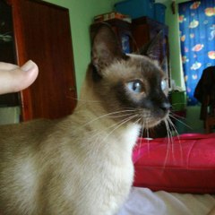 carinne
