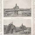 Elephants Débardeurs