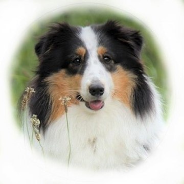 Jessie vom Hochrhein