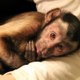 MonkeyBoo
