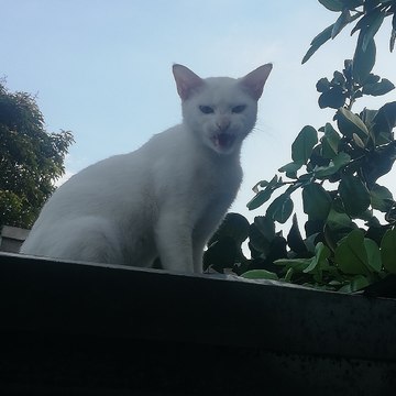 White Cat