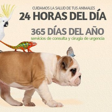 Clínica Veterinaria Ciudad de los Ángeles