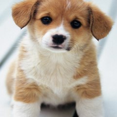 FUNNY ANIMALS