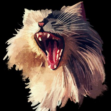 Catopia Maine Coon
