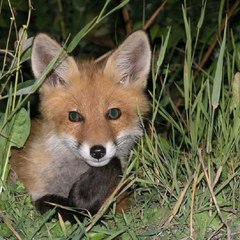 Serienfuchs xrv