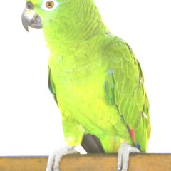Pradeepan Garies