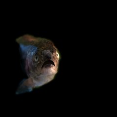 TheLaughingTrout