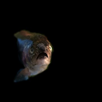 TheLaughingTrout