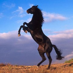 Blackhorse