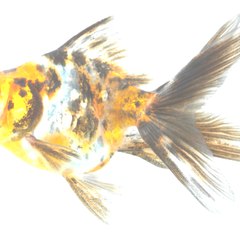 Darin Decoteau