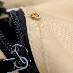 Isidra Pack