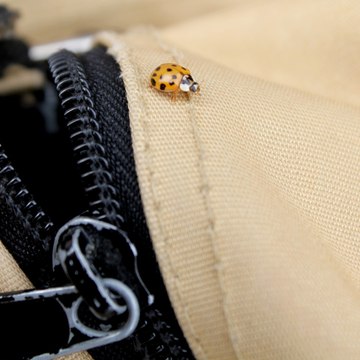 Isidra Pack