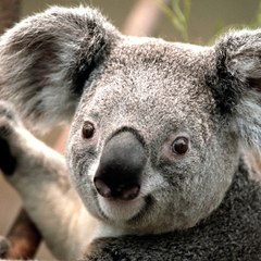 Heabddae