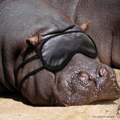 TheDrillerHippo