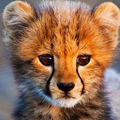 cute-funny-animal