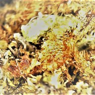 Noizerus video narcotics