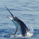 FishingWild