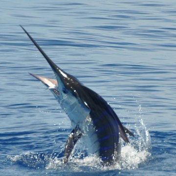 FishingWild