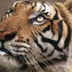 WildLifeOz