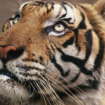 WildLifeOz