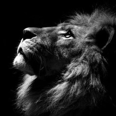 TheGreatBlackLion
