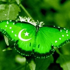 junaid ali