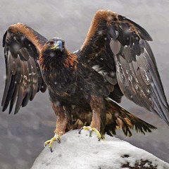 Eagle's Voice