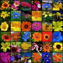Best Plants on the Earth