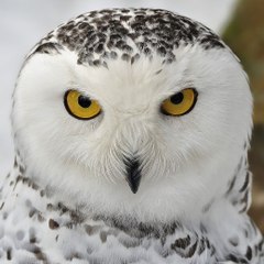 Baykuş\Owl