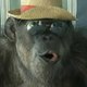 MonkeyDCheatah