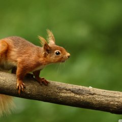 Roadmunching