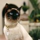 Longingluxurious