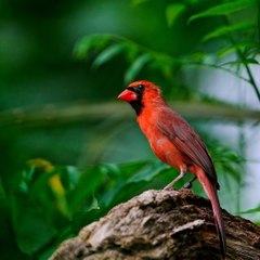 Zapimpure